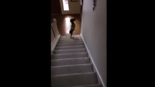 SPOOKED dog falls down stairs at tuba sound - Sputnik International