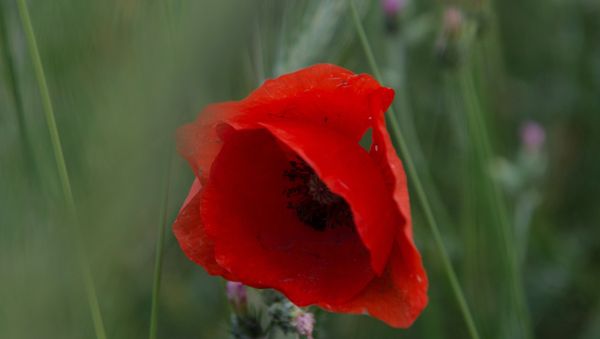 Red poppy - Sputnik International
