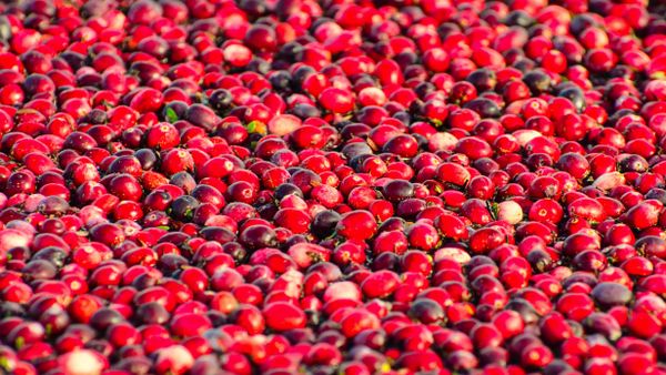 Cranberry Bog - Sputnik International