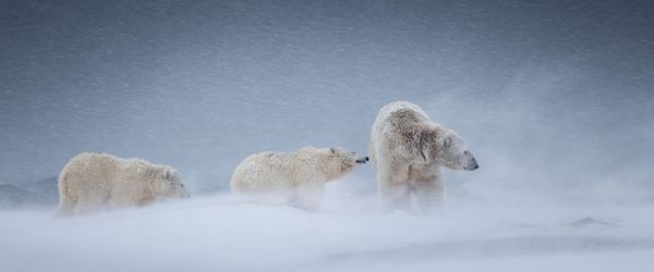 The Wonders of Panoramic Photography: Epson International Pano Awards 2015 The Wonders of Panoramic Photography: Epson International Pano Awards 2015 - Sputnik International