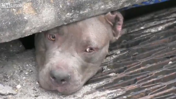 [Video] Police Officer finds and rescues 3 pit bulls huddled in storm drain - Sputnik International