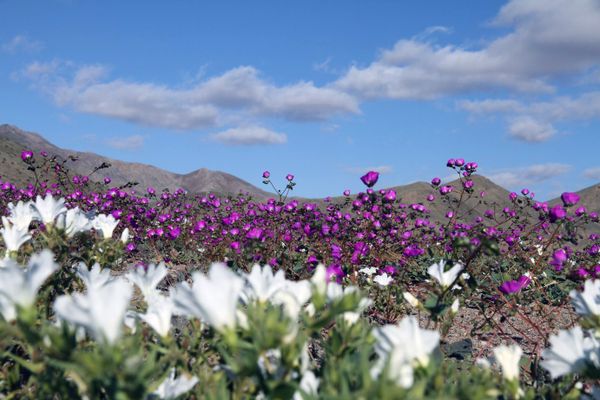 Flowers bloom at the Huasco region on the Atacama desert, some 600 km north of Santiago. (File) Flowers bloom at the Huasco region on the Atacama desert, some 600 km north of Santiago. (File) - Sputnik International
