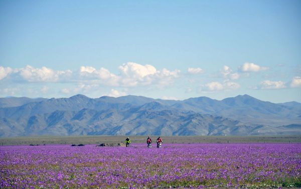 Flowers bloom at the Huasco region on the Atacama desert, some 600 km north of Santiago Flowers bloom at the Huasco region on the Atacama desert, some 600 km north of Santiago - Sputnik International