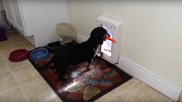 Dachshund's Carrot Won't Fit Through Door - Sputnik International