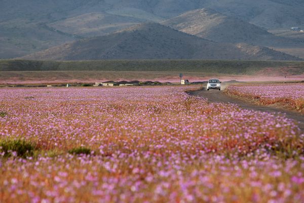 Against the Laws of Nature: How the Desert Blooms - Sputnik International