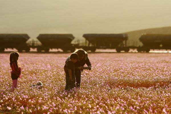Against the Laws of Nature: How the Desert Blooms - Sputnik International