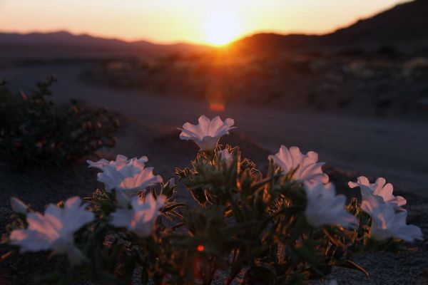 Against the Laws of Nature: How the Desert Blooms - Sputnik International