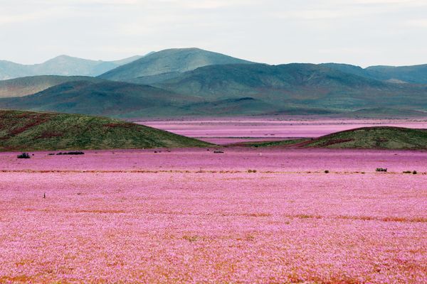 Against the Laws of Nature: How the Desert Blooms - Sputnik International