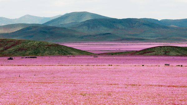 Against the Laws of Nature: How the Desert Blooms - Sputnik International