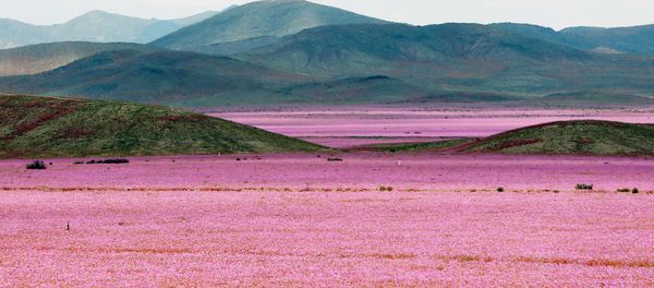 Against the Laws of Nature: How the Desert Blooms Against the Laws of Nature: How the Desert Blooms - Sputnik International