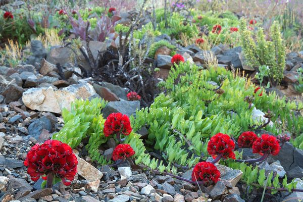 Against the Laws of Nature: How the Desert Blooms - Sputnik International