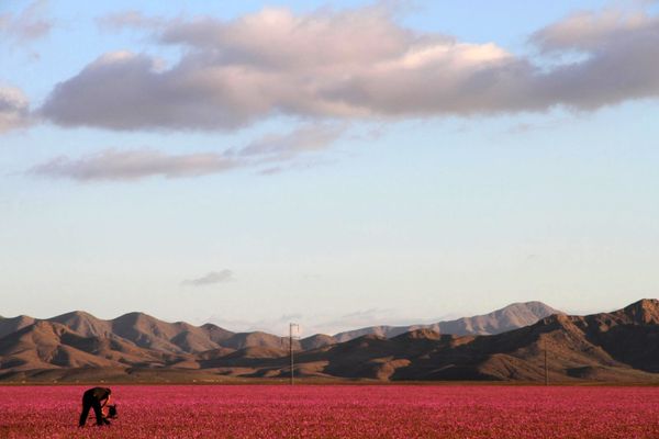 Against the Laws of Nature: How the Desert Blooms - Sputnik International