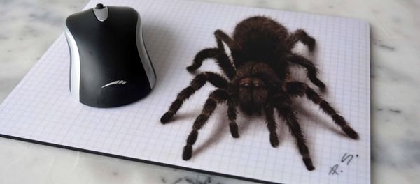 Spider Spider - Sputnik International