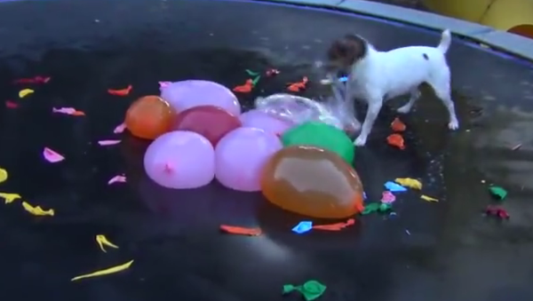 Spaz Attacks Water Balloons--Full Version - Sputnik International