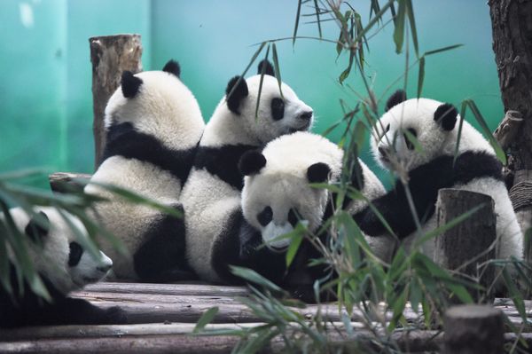 The image shows Pandas in Chengdu Research Base of Giant Panda Breeding, China - Sputnik International