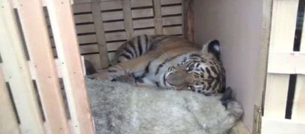 he tiger cub was rescued from a group of poachers and animal smugglers in Russia’s Far East he tiger cub was rescued from a group of poachers and animal smugglers in Russia’s Far East - Sputnik International