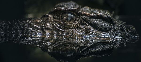 Lurking crocodile. Lurking crocodile. - Sputnik International