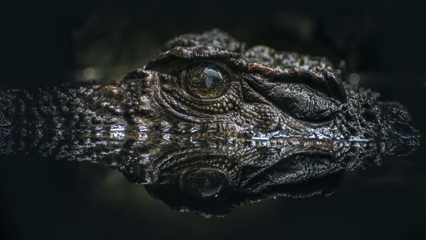 Lurking crocodile. - Sputnik International