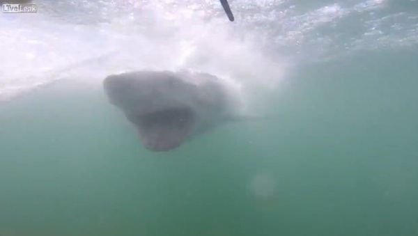 Close encounter with a great white shark - Sputnik International
