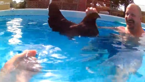 Do Chickens Float ? - Sputnik International