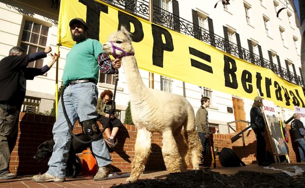 Farm activist Ethan Abbott walks with his alpaca during a protest of the TPP (Trans-Pacific Partnership) held outside the Office of the U.S. Trade Representative in Washington, November 16, 2015 - Sputnik International