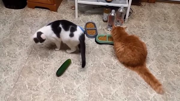 Cat Vs Cucumber compilation - Sputnik International