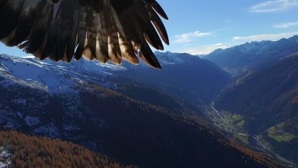 Aerial Kidnapping: Drone Stolen by Eagles Mid-Flight - Sputnik International