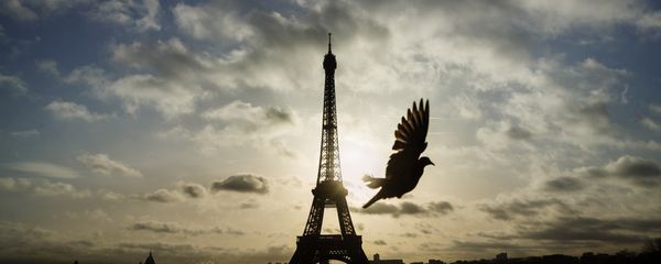 A bird flies in front of the Eiffel Tower ,which remained closed on the first of three days of national mourning, in Paris, Sunday, Nov. 15, 2015. A bird flies in front of the Eiffel Tower ,which remained closed on the first of three days of national mourning, in Paris, Sunday, Nov. 15, 2015. - Sputnik International
