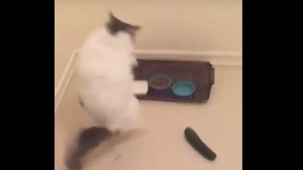 Unsuspecting cat freaked out by cucumber - Sputnik International