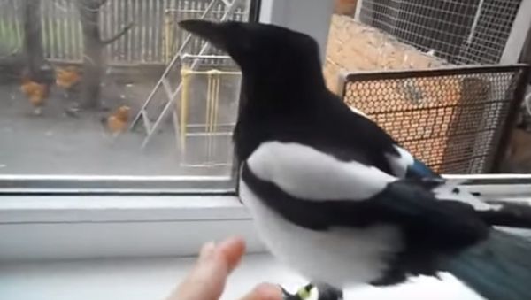 Magpie laughs just like a child! - Sputnik International
