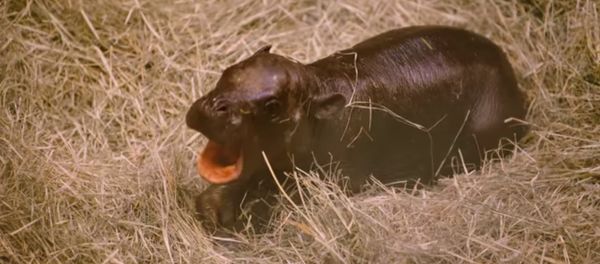Pygmy Hippo Born at San Diego Zoo - Sputnik International