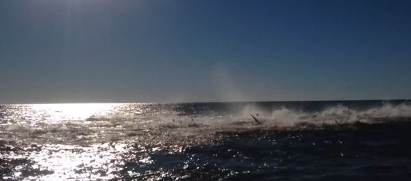 Shark Feeding Frenzy Off Florida Coast Shark Feeding Frenzy Off Florida Coast - Sputnik International