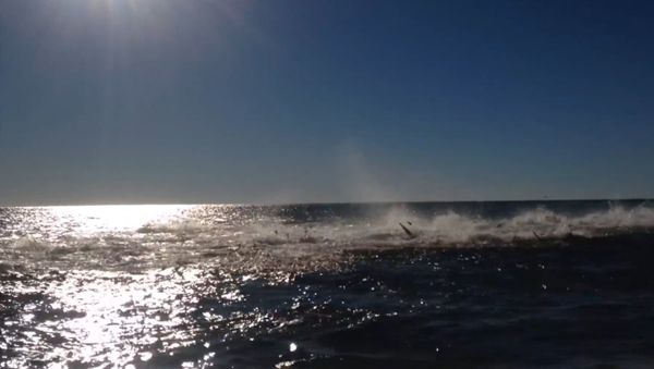 Shark Feeding Frenzy Off Florida Coast - Sputnik International