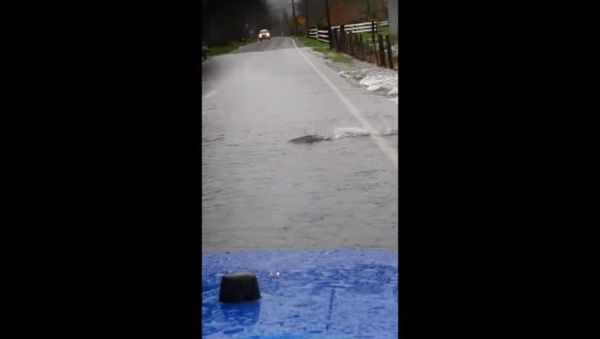 Salmon running in the Skok Valley - Sputnik International