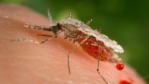 This photo provided by the Centers for Disease Control and Prevention (CDC ) shows a feeding female Anopheles stephensi mosquito This photo provided by the Centers for Disease Control and Prevention (CDC ) shows a feeding female Anopheles stephensi mosquito - Sputnik International