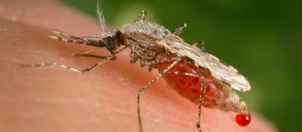 This photo provided by the Centers for Disease Control and Prevention (CDC ) shows a feeding female Anopheles stephensi mosquito - Sputnik International