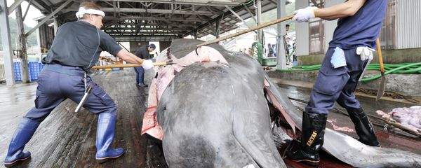 Fishermen slaughter a 10m-long bottlenose whale at the Wada port in Minami-Boso city, Chiba prefecture, east of Tokyo Fishermen slaughter a 10m-long bottlenose whale at the Wada port in Minami-Boso city, Chiba prefecture, east of Tokyo - Sputnik International