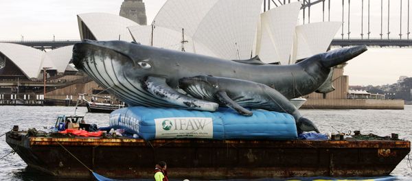 An inflatable pair of whales are floated in Farm Cove in Sydney Harbour across from the Sydney Opera House (file photo) - Sputnik International