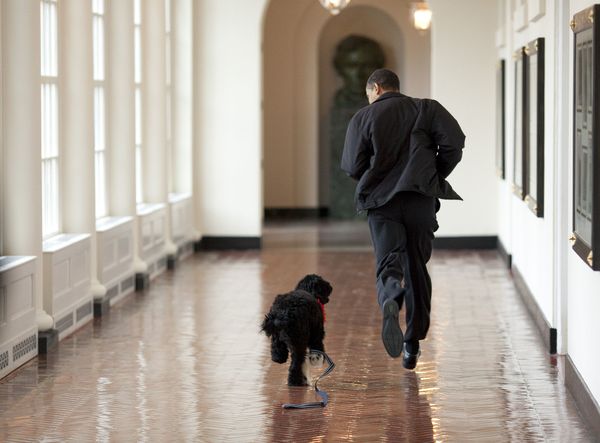 Four-Legged Companions of Some of the Most Powerful People in the World - Sputnik International