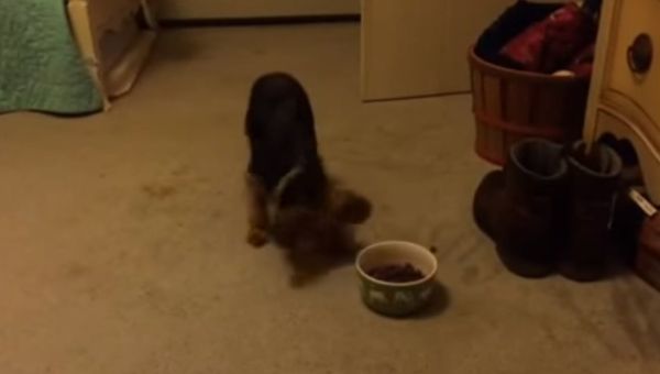 Pippin's meal ritual - Sputnik International