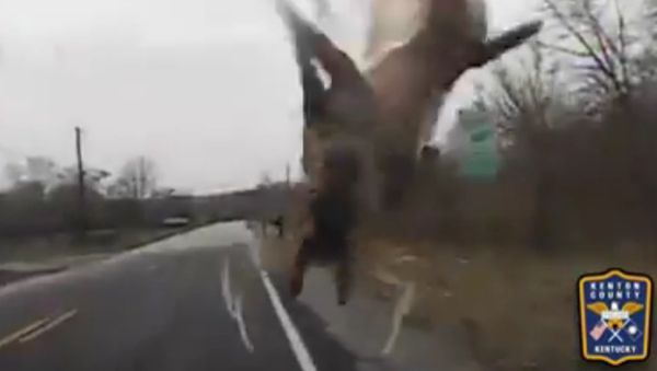 Deer hits Ky. cop - Sputnik International