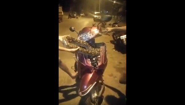 This scooter has a scary, uninvited passenger! - Sputnik International