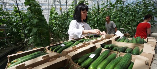 A greenhouse facility in the Rostov Region A greenhouse facility in the Rostov Region - Sputnik International