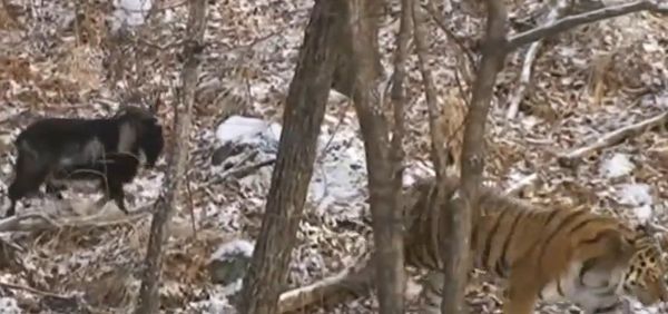 Tiger and goat Tiger and goat - Sputnik International