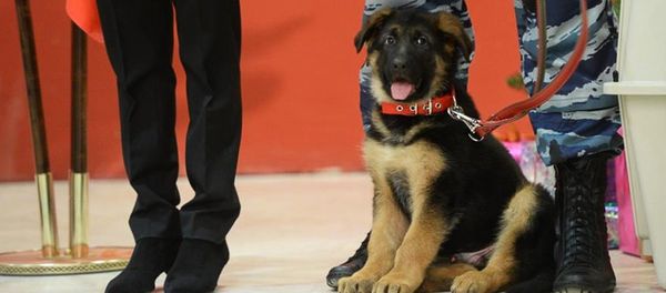Russia sends puppy Dobrynia to French police Russia sends puppy Dobrynia to French police - Sputnik International