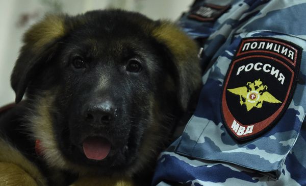 A Russian police officer holds a German shepherd puppy named Dobrynya during a ceremony at the French embassy in Moscow - Sputnik International