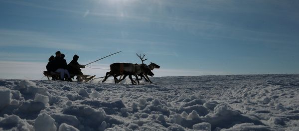 Reindeer Herder Day celebrated in Salekhard - Sputnik International