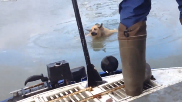 Dog Rescue... - Sputnik International