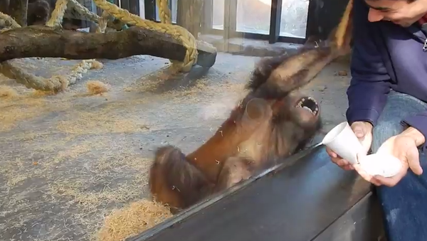 Monkey Sees A Magic Trick - Sputnik International