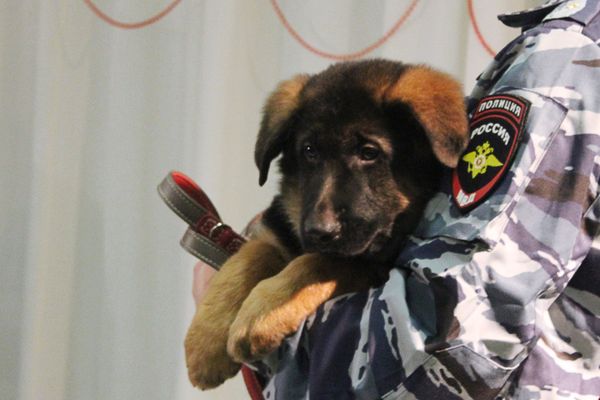 Corgi, Reindeer and Guinea Pig: Animals Serving in Police Around the World Corgi, Reindeer and Guinea Pig: Animals Serving in Police Around the World - Sputnik International